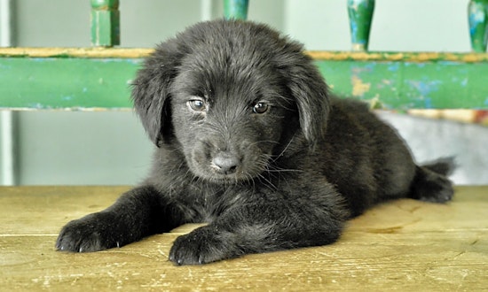 Puppies in San Antonio looking for their fur-ever homes