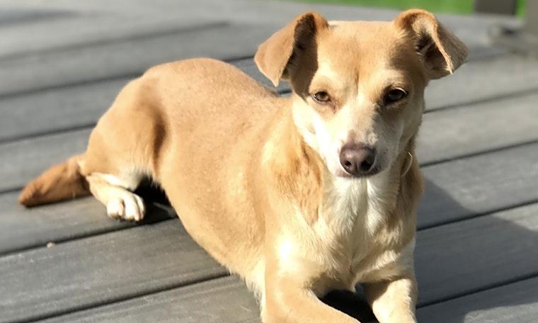 Dogs in Seattle looking for their fur-ever homes