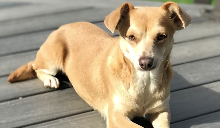 Dogs in Seattle looking for their fur-ever homes
