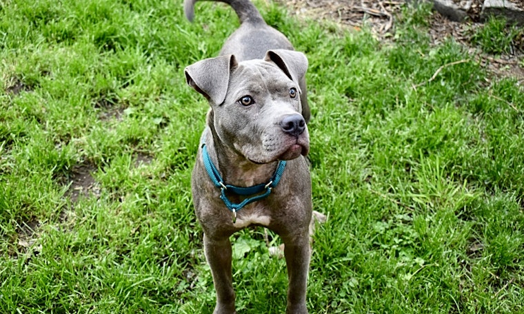 Dogs in Saint Paul looking for their fur-ever homes