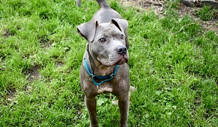 Dogs in Saint Paul looking for their fur-ever homes