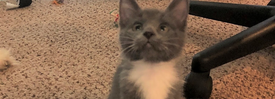 Kittens in Tulsa looking for their fur-ever homes