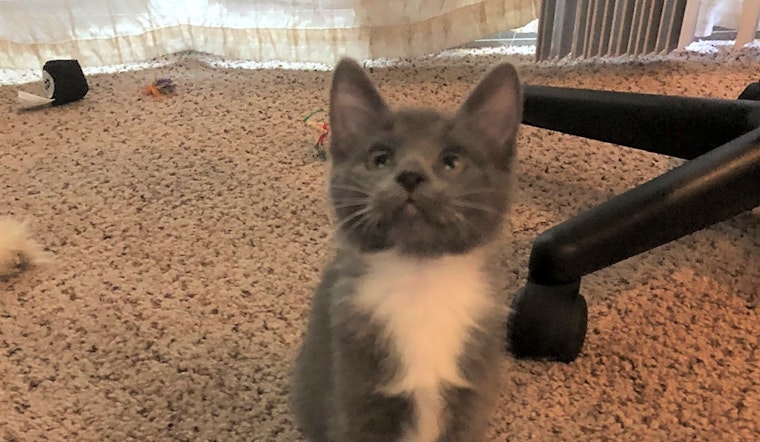 Kittens in Tulsa looking for their fur-ever homes