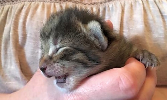 Kittens in Tucson looking for their fur-ever homes