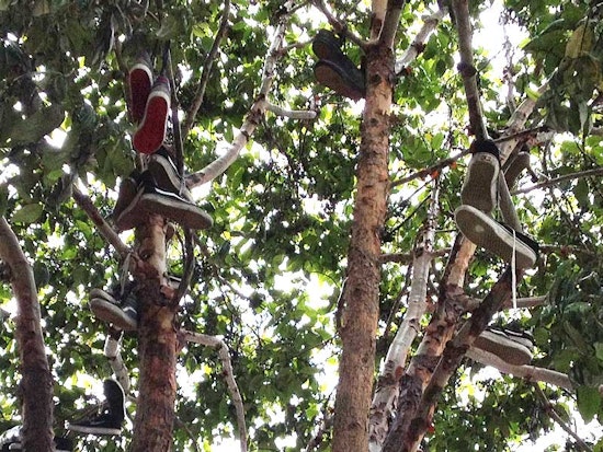 Why Are There So Many Shoes In This Tree?