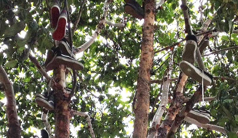 Why Are There So Many Shoes In This Tree?