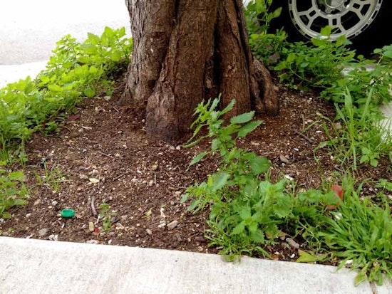 Waller's Newest Residents: Poison Oak and Rats?