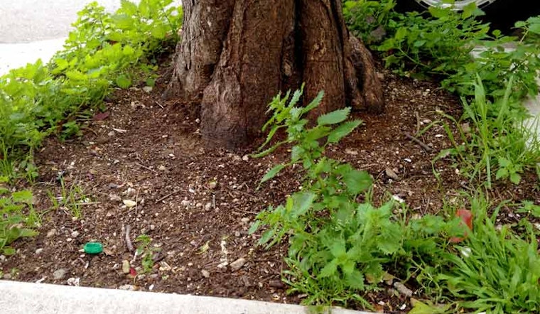 Waller's Newest Residents: Poison Oak and Rats?