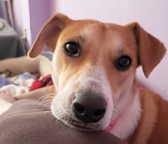 Dogs in Washington looking for their fur-ever homes