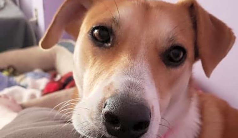Dogs in Washington looking for their fur-ever homes