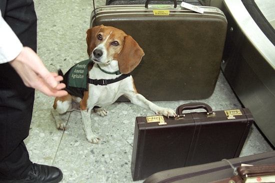 Top Atlanta news: Dogs find dangerous snail species in luggage at Hartsfield; man drowns in Lanier