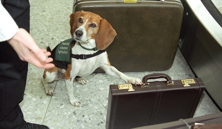 Top Atlanta news: Dogs find dangerous snail species in luggage at Hartsfield; man drowns in Lanier