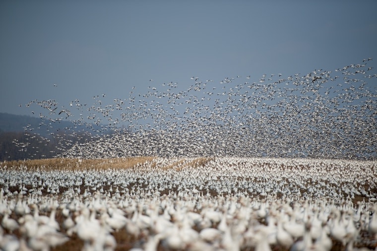 Top Denver news: Geese problem solved by feeding them to the hungry; search for hit-and-run driver