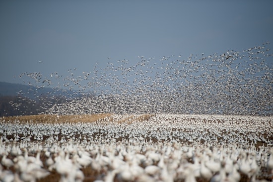 Top Denver news: Geese problem solved by feeding them to the hungry; search for hit-and-run driver