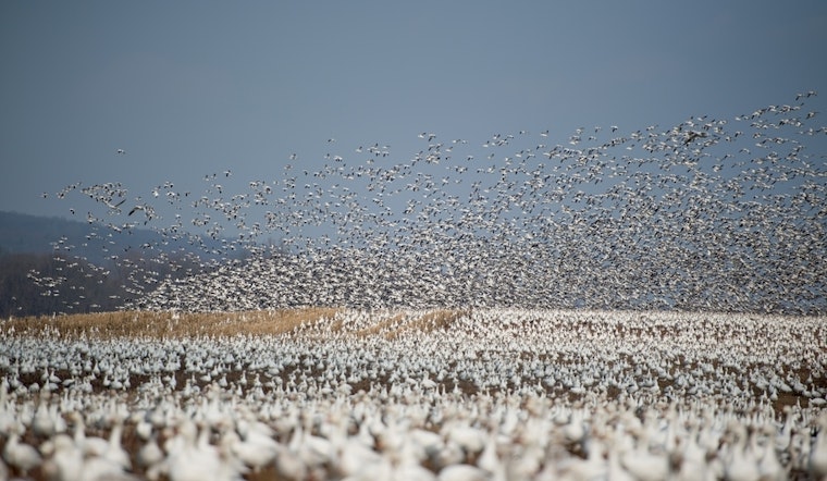 Top Denver news: Geese problem solved by feeding them to the hungry; search for hit-and-run driver