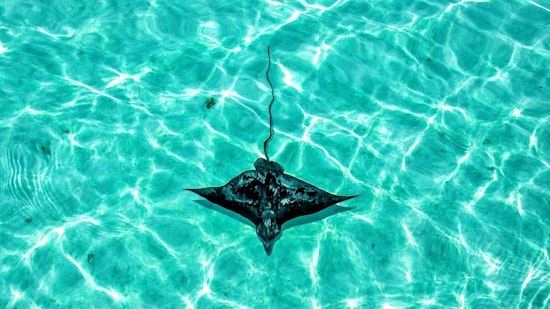 Top San Diego news: 2-year-old dies from E. coli; at least 30 people stung by stingrays; more