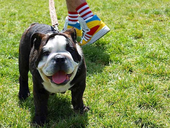DogFest Returns to Duboce Park Saturday