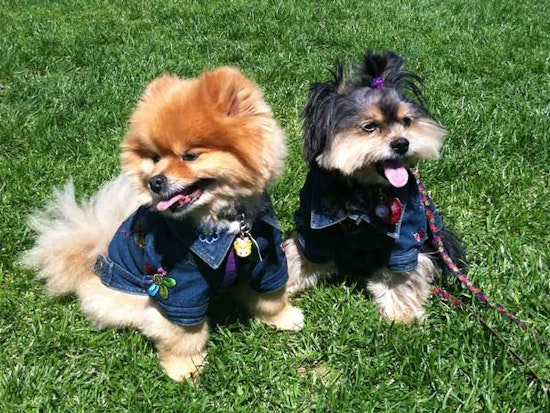 Scenes From DogFest 2012