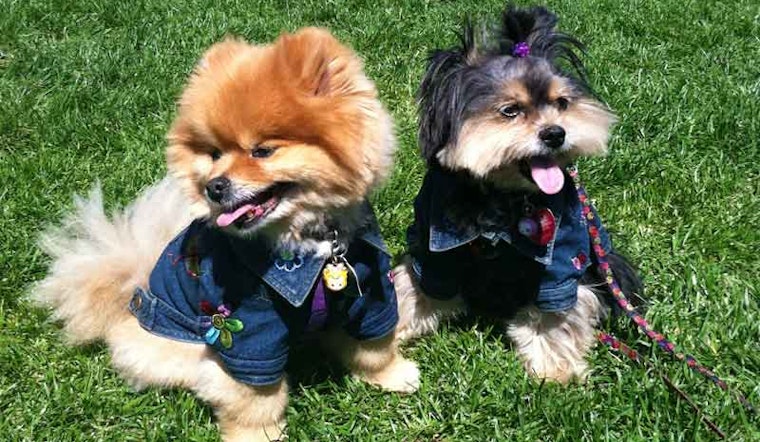 Scenes From DogFest 2012