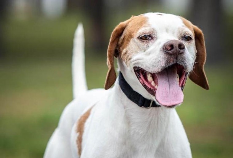 Dogs in Saint Petersburg looking for their fur-ever homes