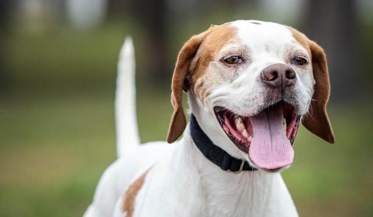 Dogs in Saint Petersburg looking for their fur-ever homes