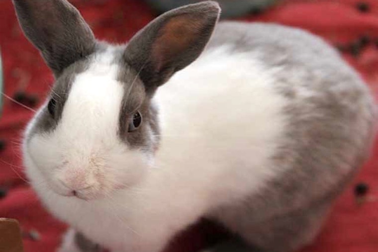 Rabbits in Irvine looking for their fur-ever homes