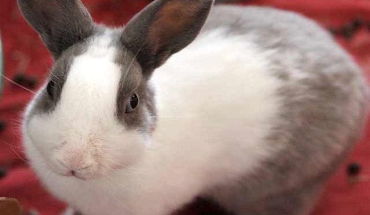 Rabbits in Irvine looking for their fur-ever homes