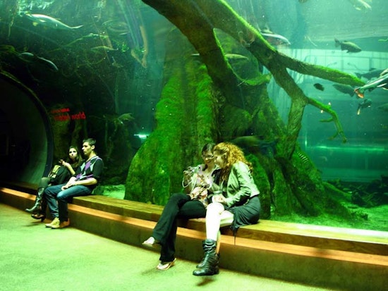 Academy of Sciences Free For Lower Haighters This Weekend