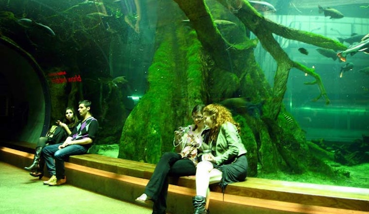 Academy of Sciences Free For Lower Haighters This Weekend