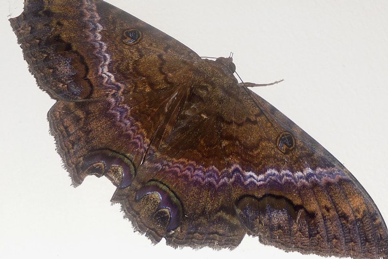 Top Chicago news: Bat-like giant moth spotted in Chicago, far from home; murders down despite spike