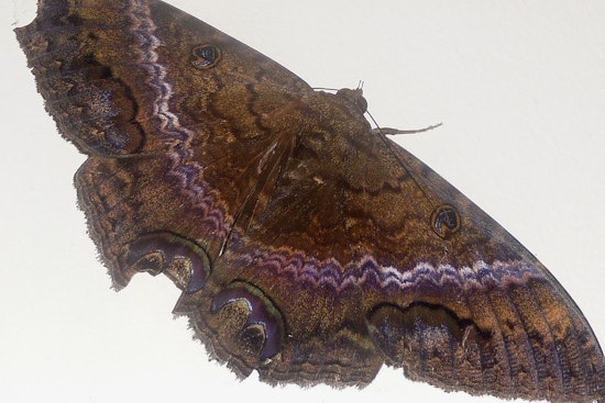 Top Chicago news: Bat-like giant moth spotted in Chicago, far from home; murders down despite spike