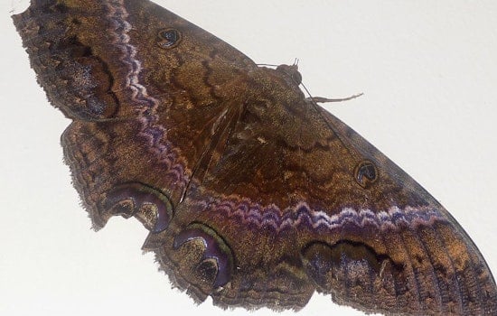 Top Chicago news: Bat-like giant moth spotted in Chicago, far from home; murders down despite spike