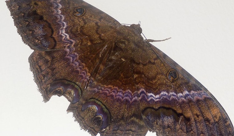 Top Chicago news: Bat-like giant moth spotted in Chicago, far from home; murders down despite spike