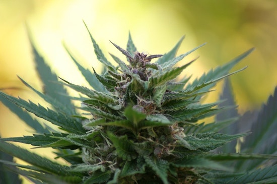 Top Fresno news: Free clinic aims to help residents clear records of pot-related crimes; more