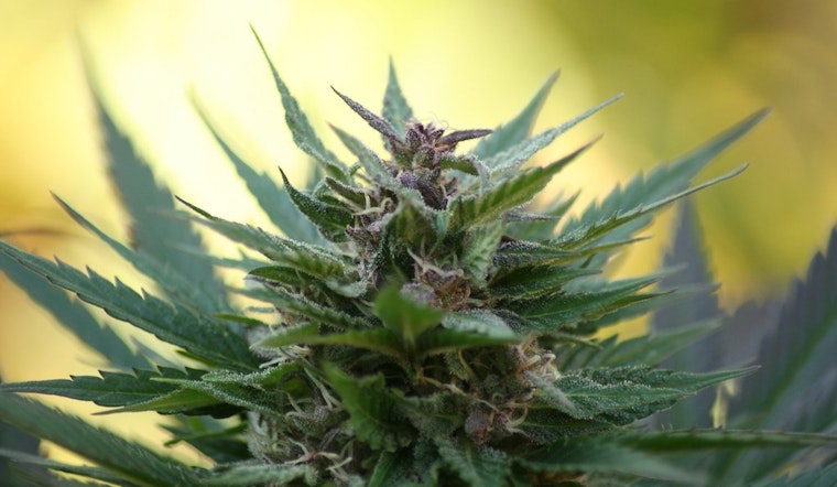 Top Fresno news: Free clinic aims to help residents clear records of pot-related crimes; more