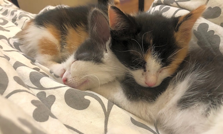 Kittens in Jersey City looking for their fur-ever homes