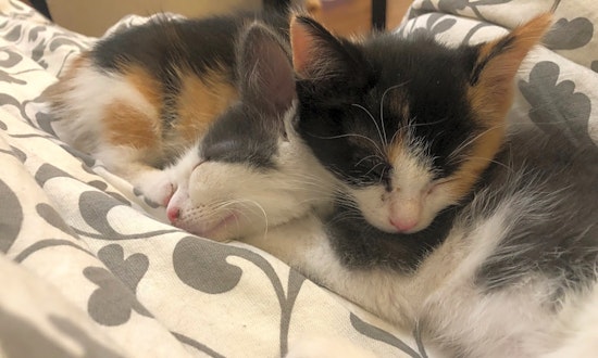 Kittens in Jersey City looking for their fur-ever homes