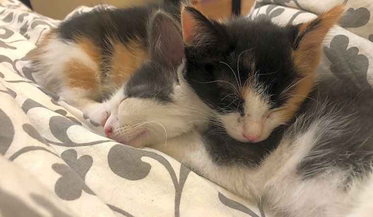 Kittens in Jersey City looking for their fur-ever homes