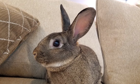 Rabbits in Philadelphia looking for their fur-ever homes