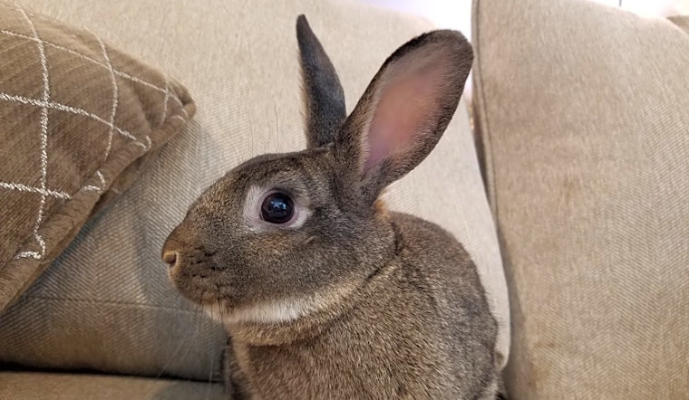 Rabbits in Philadelphia looking for their fur-ever homes
