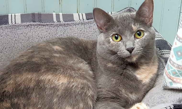 Cats in Pittsburgh looking for their fur-ever homes