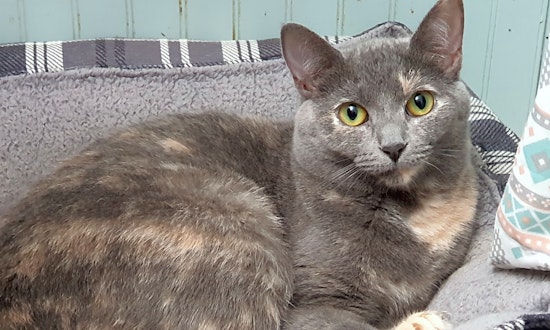 Cats in Pittsburgh looking for their fur-ever homes