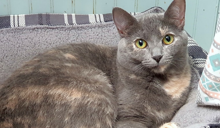 Cats in Pittsburgh looking for their fur-ever homes