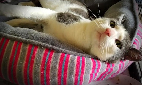 Cats in Cleveland looking for their fur-ever homes