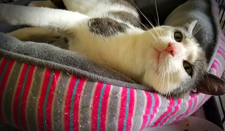 Cats in Cleveland looking for their fur-ever homes