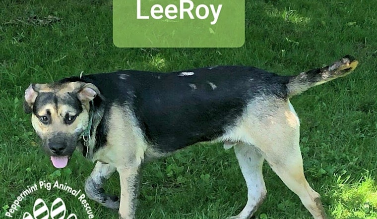 Puppies in Cincinnati looking for their fur-ever homes