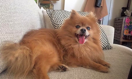 Dogs in Baltimore looking for their fur-ever homes