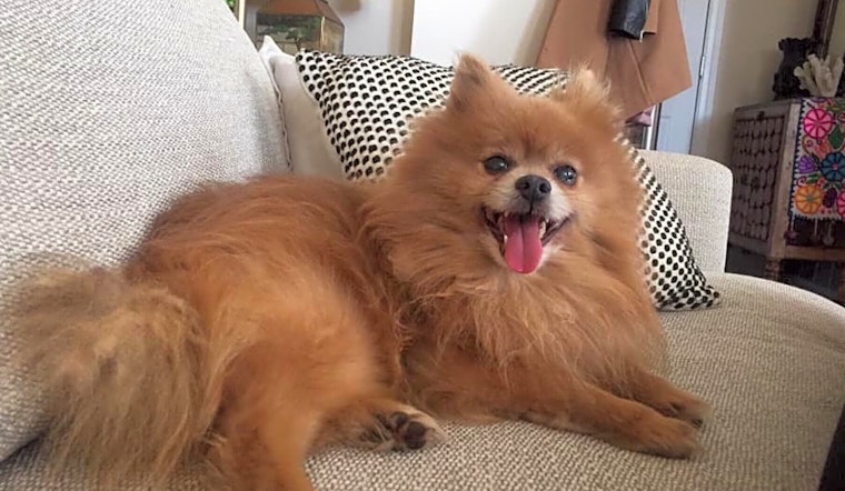 Dogs in Baltimore looking for their fur-ever homes