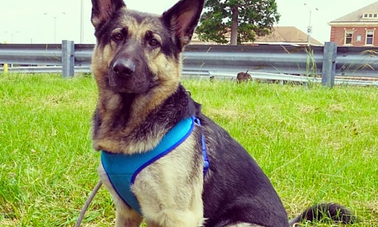 Dogs in Detroit looking for their fur-ever homes