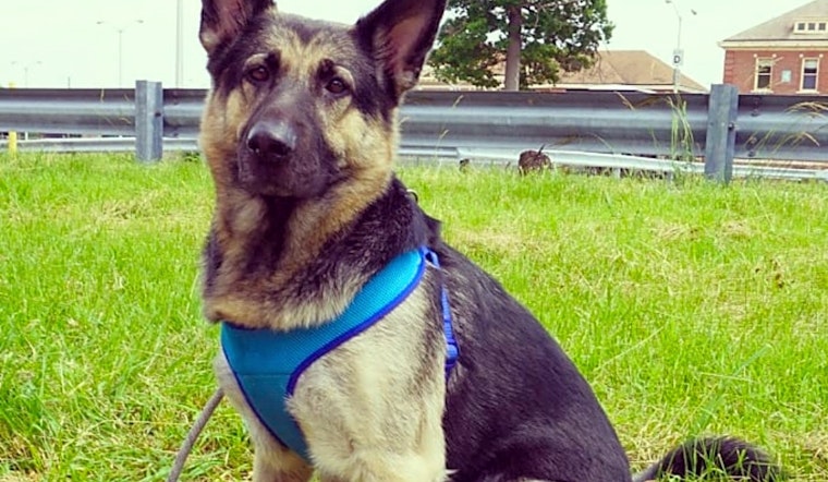 Dogs in Detroit looking for their fur-ever homes